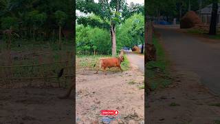 Amazing video ?  নতুন ভিডিও পেতে subscribe করুন। viralvideo shorts viral cow youtube