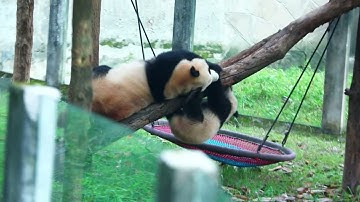 Panda: Who Wins Your Heart? ❤️🐼 (Unforgettable Bond) #cute