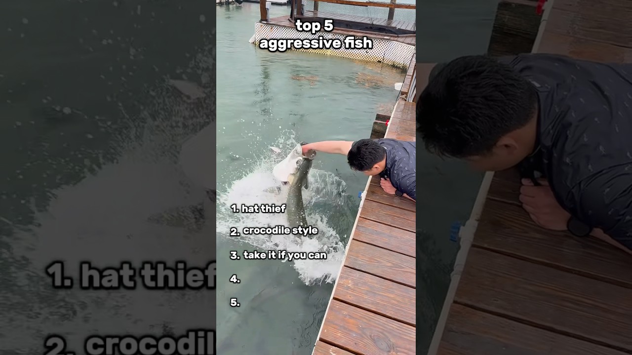 top 5 aggresive fish 