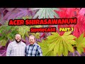 Full Moon Japanese Maples Part 3 | Acer Shirasawanum Saturday Showcase |