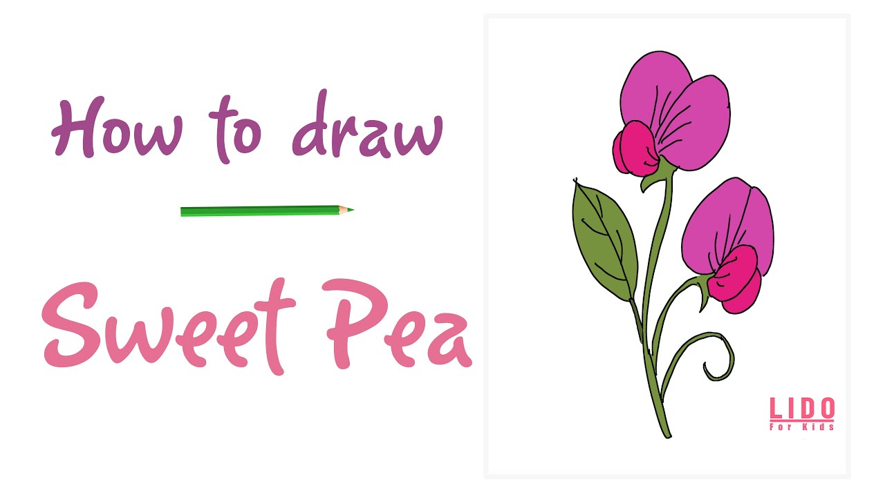 How to Draw Sweet Pea Flower 🌸   Easy Drawing for Kids and Beginners Step by Step 