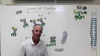 Biology Magnets Module 6 Lesson 6B Translation