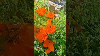 A beautiful California poppy #shortsfeed #shortvideo #nature #fypシ