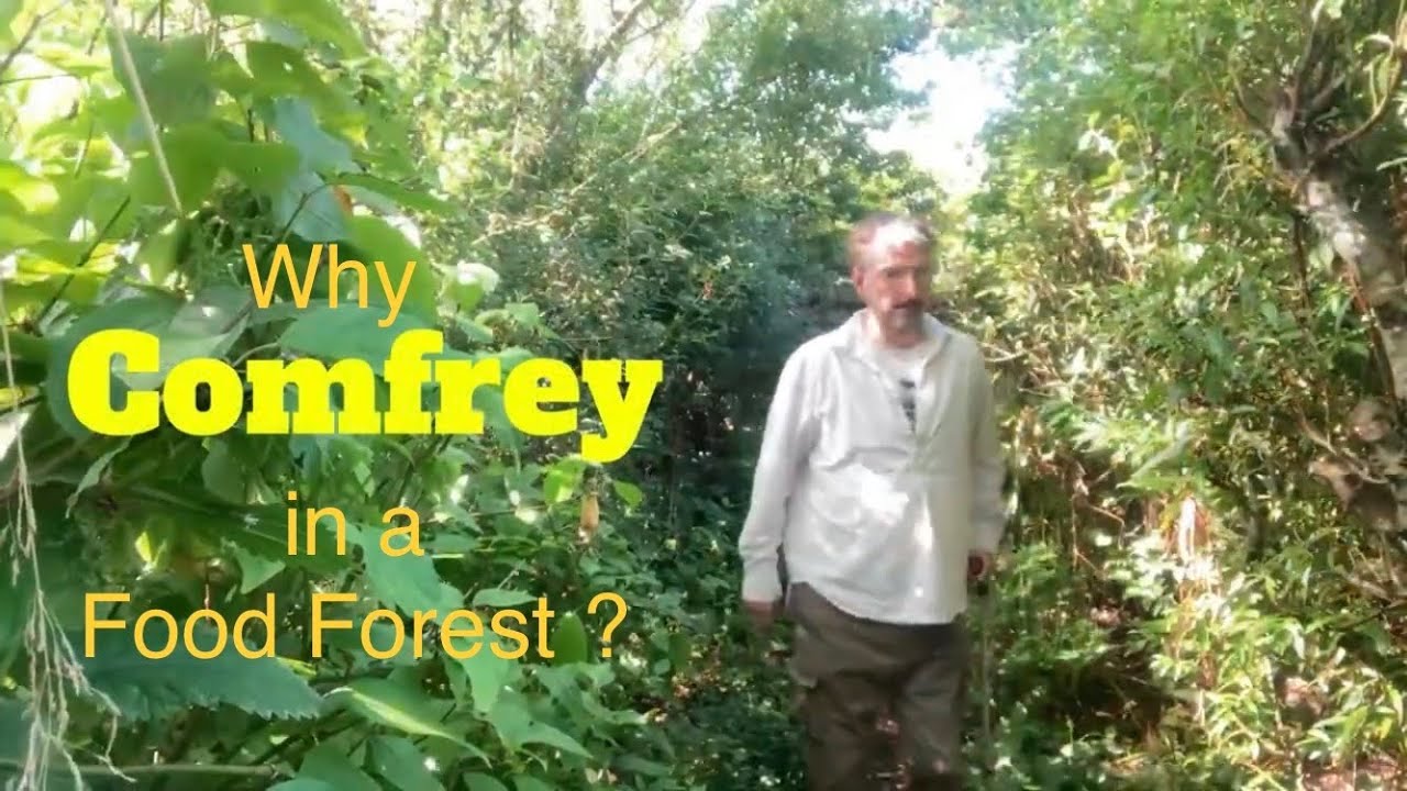 COMFREY Soil Healing & Food Forest Harmony How we use it ! - 