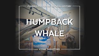 Iconic Skeletons: Humpback Whale