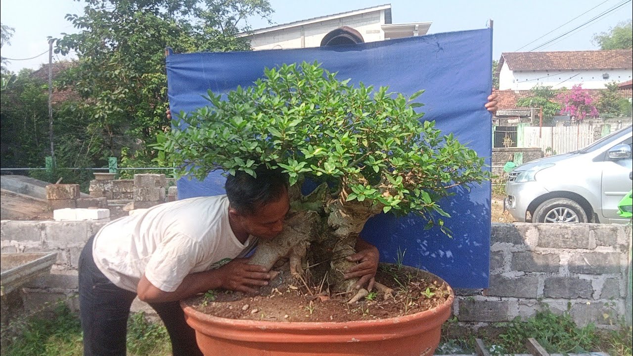 cek harga bonsai dilapak pak junet 081 252 480 381 - YouTube