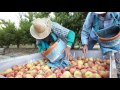 Our Peach Harvest In Southern Oregon 