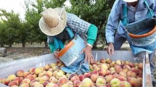 Our Peach Harvest In Southern Oregon