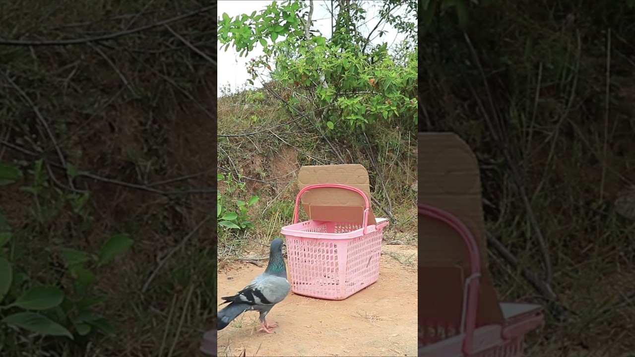 Great & Unique Pigeon Bird Trap Using Basket 