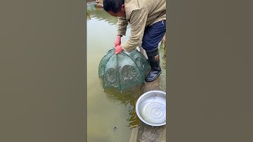 Umbrella cage fishing | Fishing net 976032