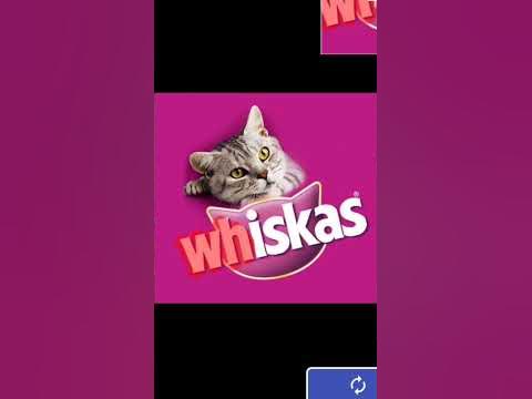 Вискас🐱 + Бискас😼 #Вискас #Бискас #Wicsur #кошка #Shorts #Шортс - YouTube