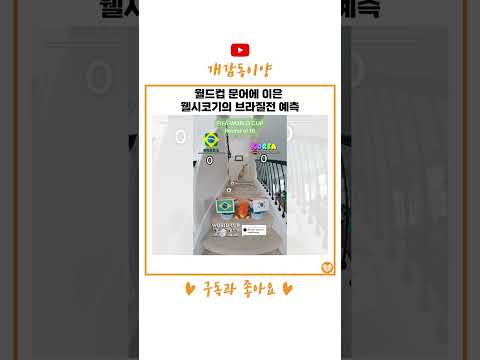 월드컵 문어에 이은 웰시코기의 <strong>브라질전</strong> 예측 #shorts
