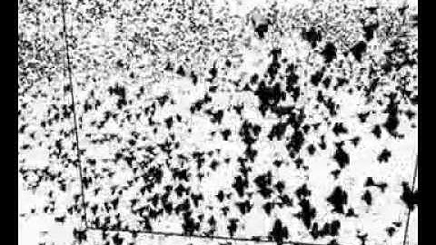 Boids Simulation on GPU