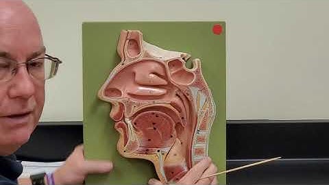 Professor Long 2402 Lab Nasal Cavity and Pharynx