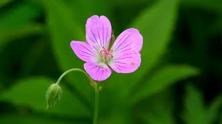 Bismillah Hir Rahman Ir Rahim Surah E Fatiha With Full Urdu Translation