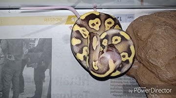 Warning! First live feeding my baby ball python