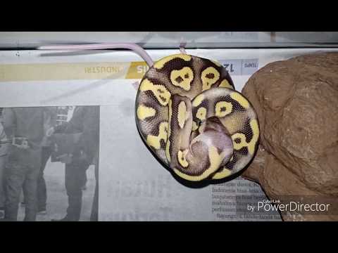 Warning! First live feeding my baby ball python