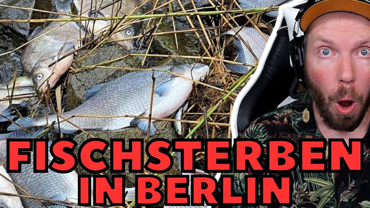 Zwei Monate nach dem Fischsterben in der Oder | tagesthemen mittendrin