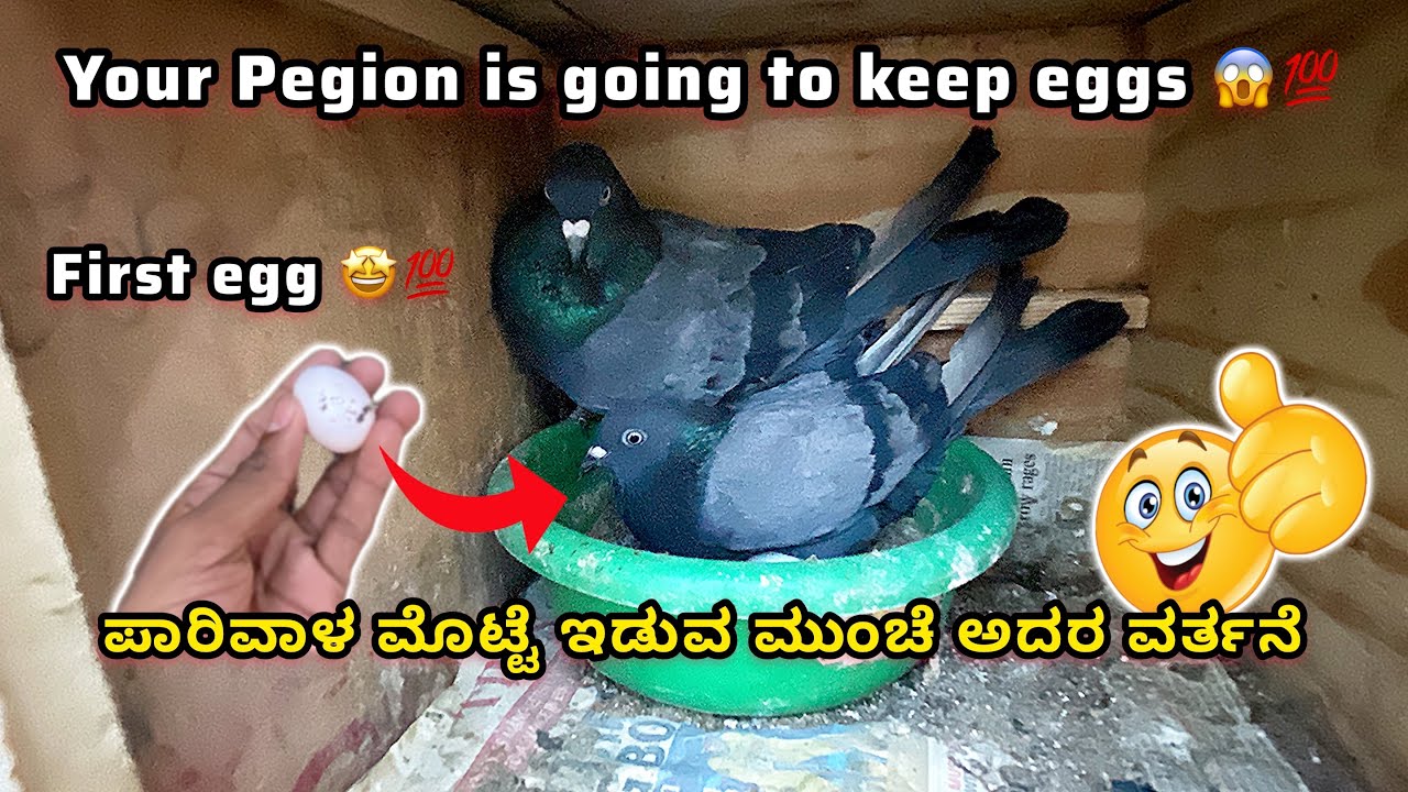 How to find Pigeon is keeping egg in Kannada ||Prince loft|| 💯🕊️😱