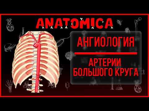 Сосуды большого круга кровообращения / Ангиология