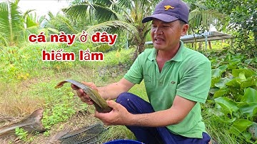 Không Ngờ Ở Đây Mà Còn Loại Cá Quý Hiếm Này | TTVlog 