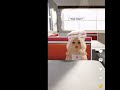 Me at a restaurant be like:
