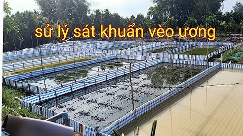 Cách Sử Lý vèo Ương Ếch Con