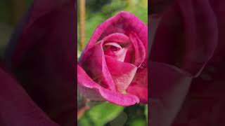 バラ：ブリリアントピンク アイスバーグ Brilliant Pink Iceberg