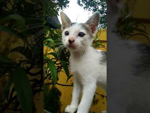 Cat - Kucing lucu imut 