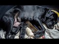 Rescue the mother dog and newborn puppies and lucky puppies lost their mother to be adopted