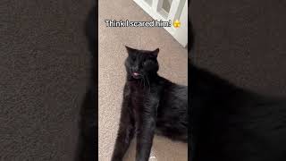 Black cat core #fyp #cat #funny #catvideo #funnycat