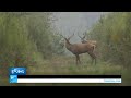 فرنسا : كاميرا خفية ترصد موسم تزاوج الأيائل في غابة "قصر شامبور"