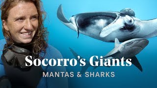 SOCORRO: Epic Diving with Mantas & Sharks in Mexico