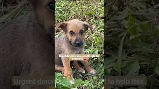 Vist Our Bio To Donate To Save And Support -Bt2Fx