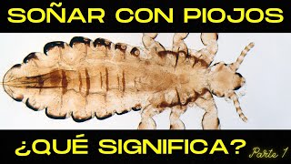 Qué es Soñar con PIOJOS