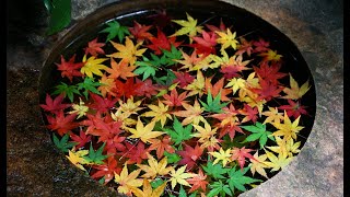 旧古河庭園で紅葉が見頃