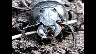 Beetle-Kravchik. Жук стригун