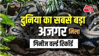 जंगल में मिला दुनिया का सबसे बड़ा अजगर- वीडियो वायरल