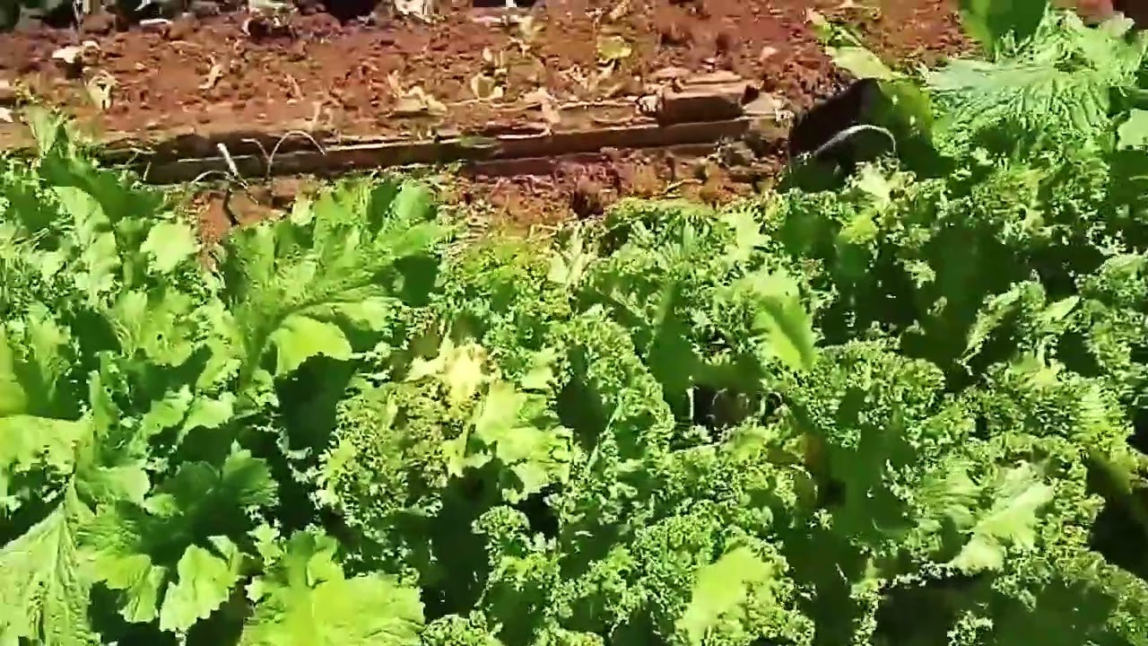 Horta orgânica aqui na roça 