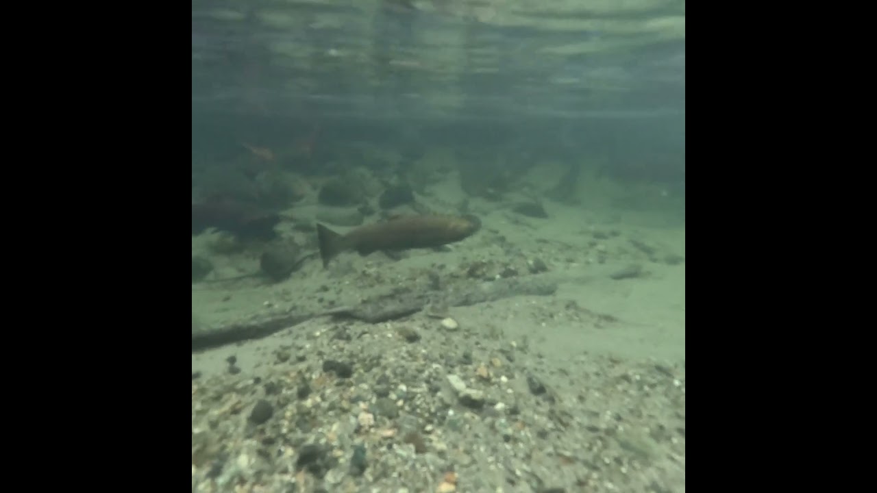 Fall Fish Underwater 