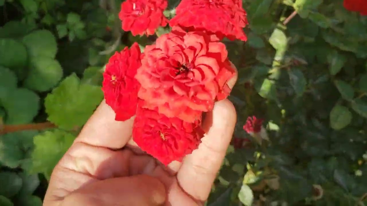 Asakalik Nodiraxon opa - 30 gektarlik tomorqasidan Kuzgi ko'rinish - yangi xosillar