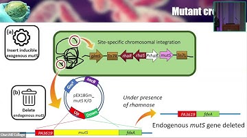 Exploring evolutionary solution to pathoadaptation using an inducible hypermutator