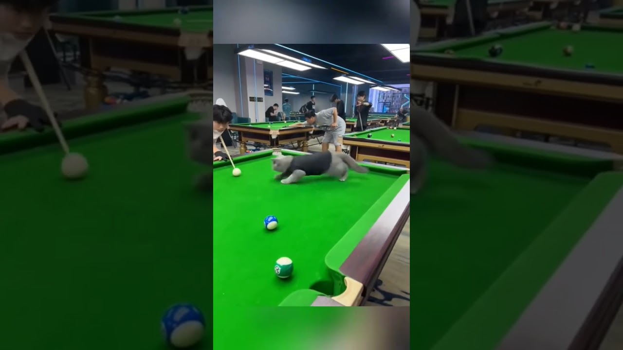 Cats and billiard 