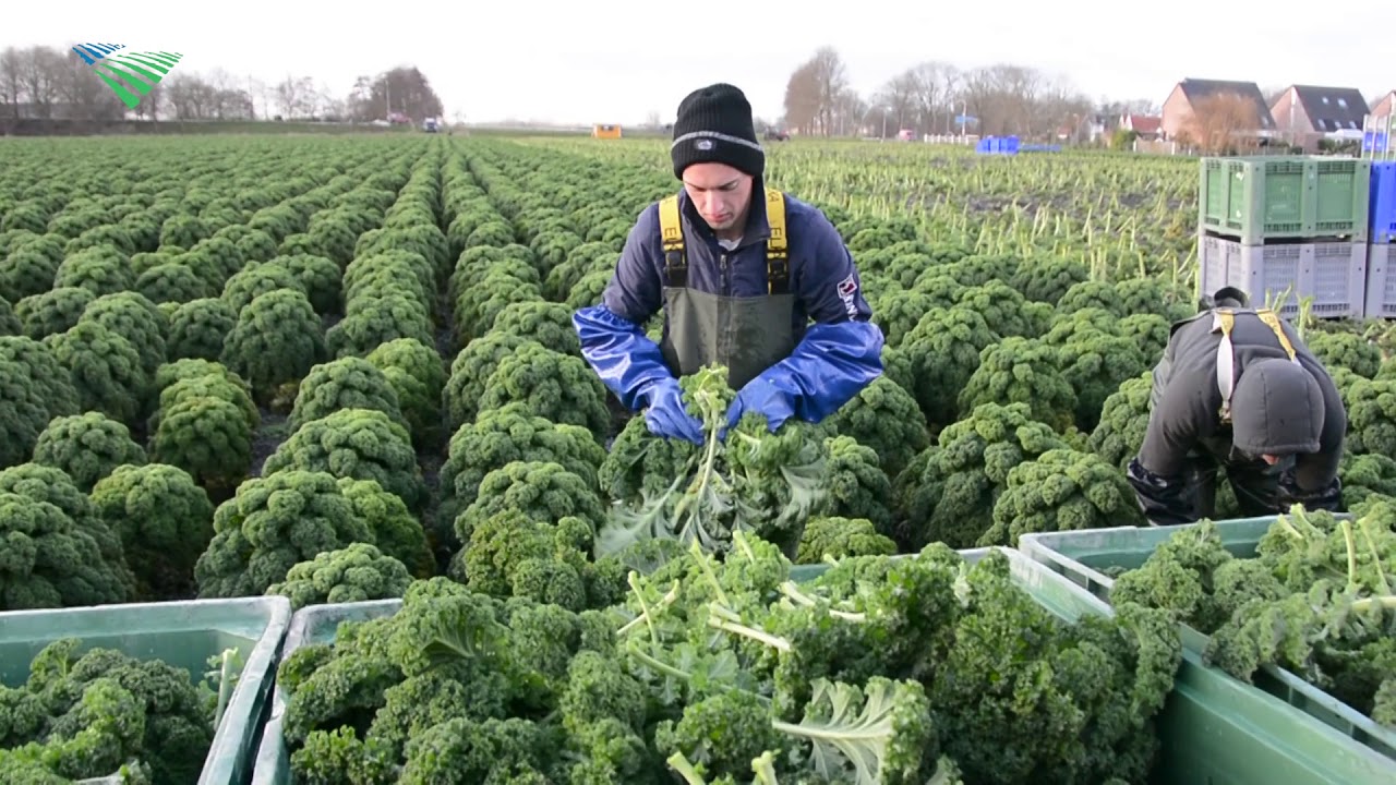Boerenkooloogst onder natte omstandigheden