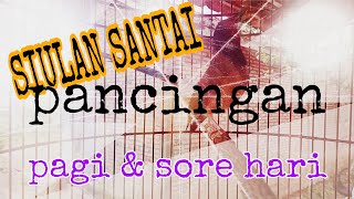 SIULAN MURAI BATU BUAT PANCINGAN PAGI DAN SORE HARI