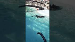 Belgrade Zoo