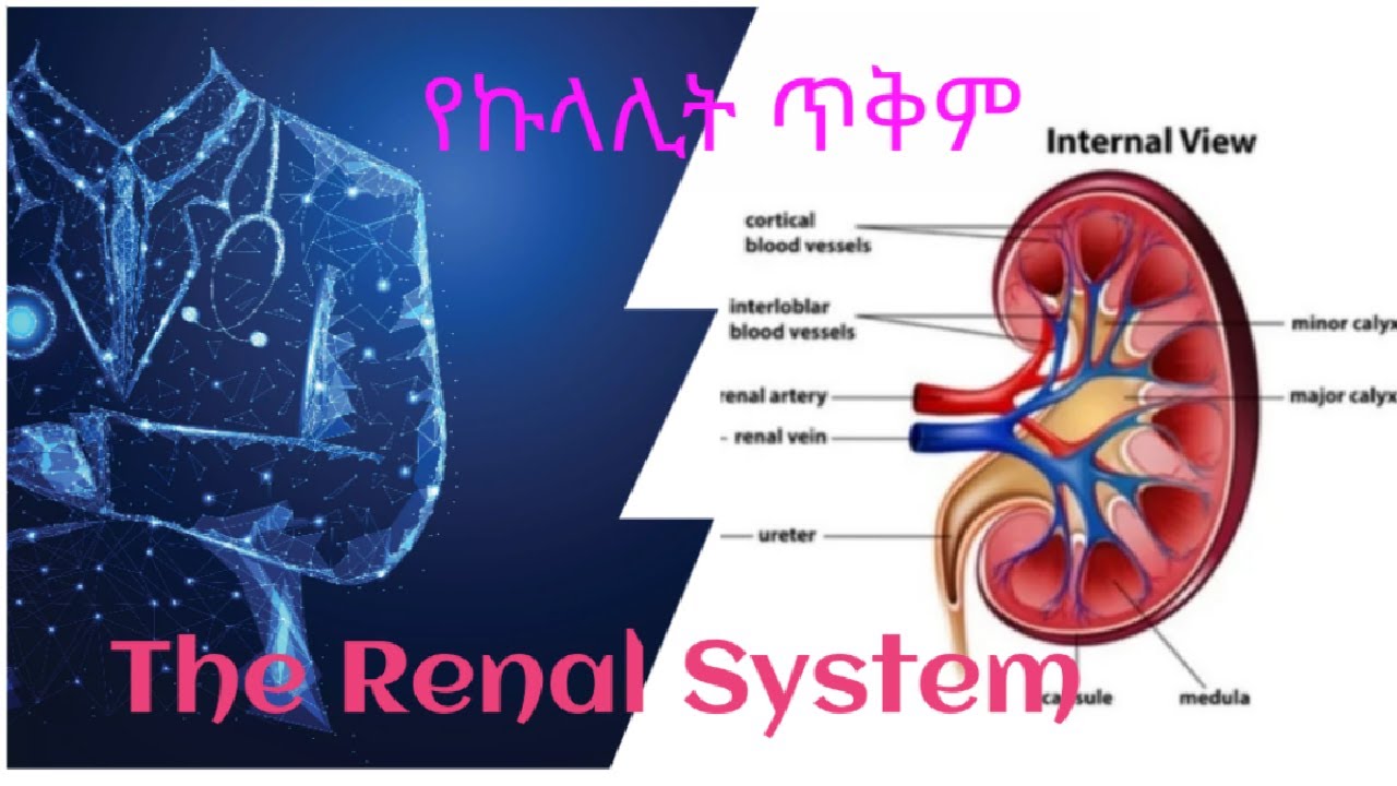 The Renal System 👌የኩላሊት ጥቅም  👌 ኩላሊት ስራው ምንድነው?