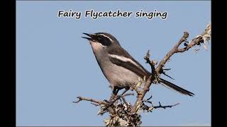 The Fairy Flycatchers Beautiful Wispy Song