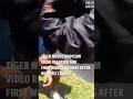 Tiger Woods bodycam video released and first words seconds after horrific crash