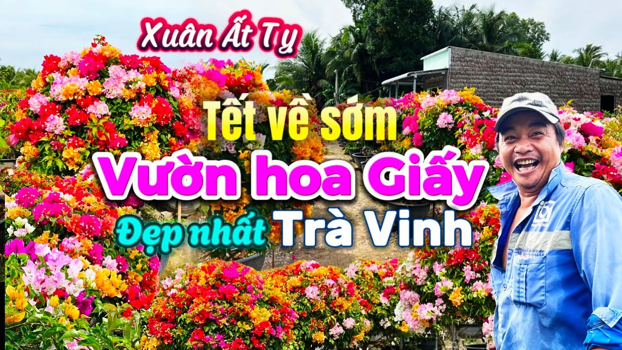 663. Tết 2025 - Thiên đường hoa giấy ở nơi không ai ngờ tới và cập nhật giá hoa Tết Xuân Ất Tỵ